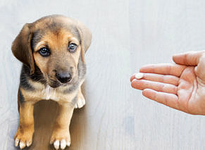 dog looking at the pill