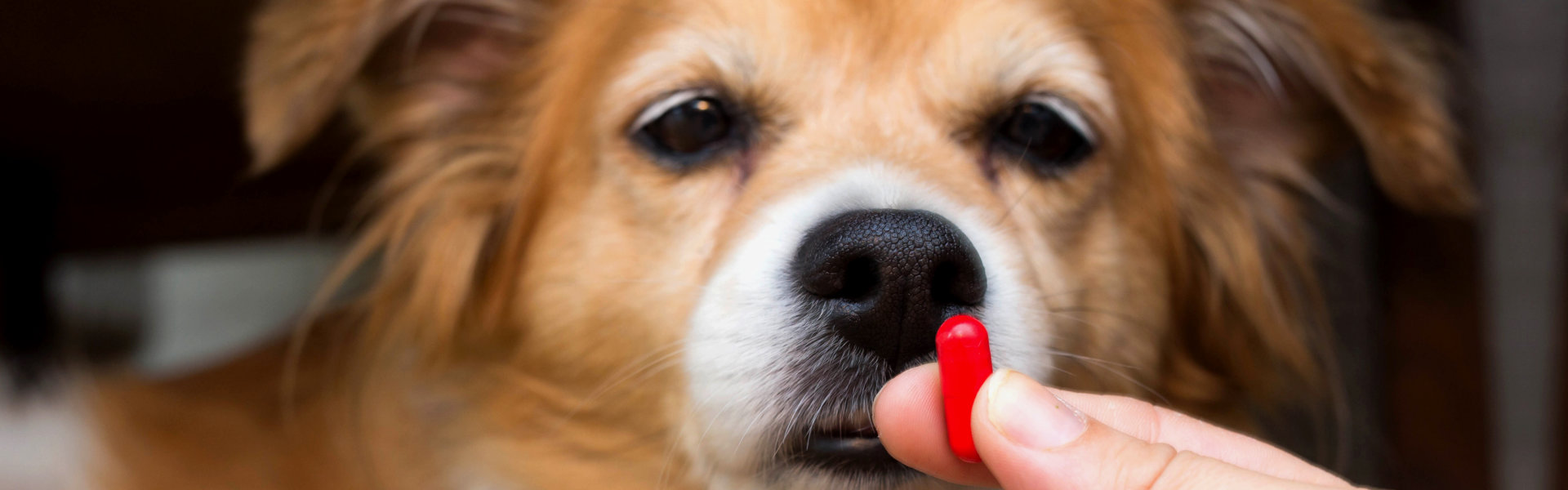 dog looking at the pill